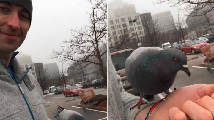 Výzva Zdena Cháru vás chytí za srdce. V Bostone kŕmil holuby